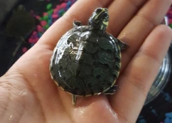 Lakelando Mi Pueblo Flea Market