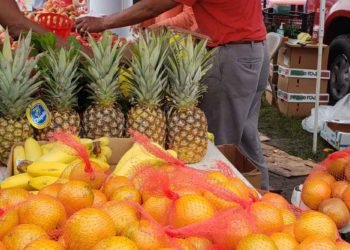 51356239_351231718810511_9104178542542848000_o